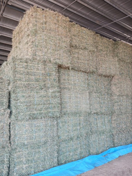 Lucerne Hay Small Squares Bales