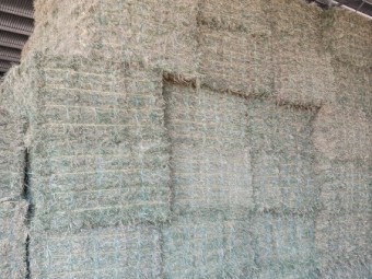 Lucerne Hay Small Squares Bales