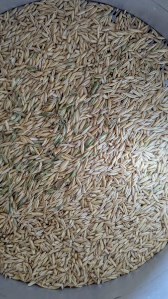 27mt Yallara Oats