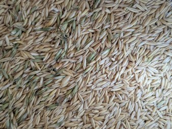 27mt Yallara Oats