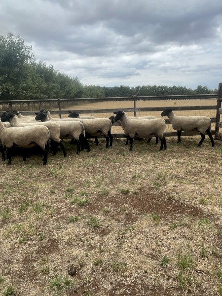 Suffolk Ewes 