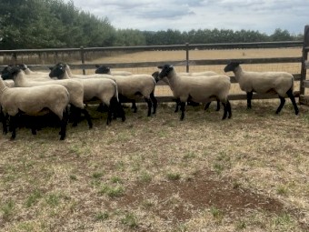 Suffolk Ewes 