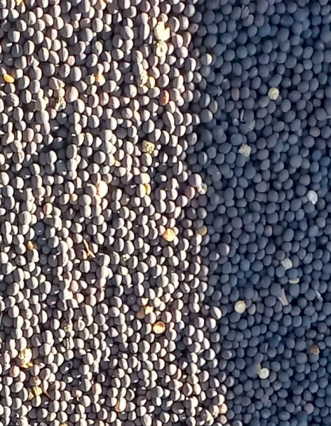 65mt Volga Vetch
