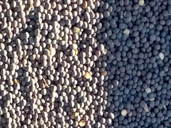 65mt Volga Vetch