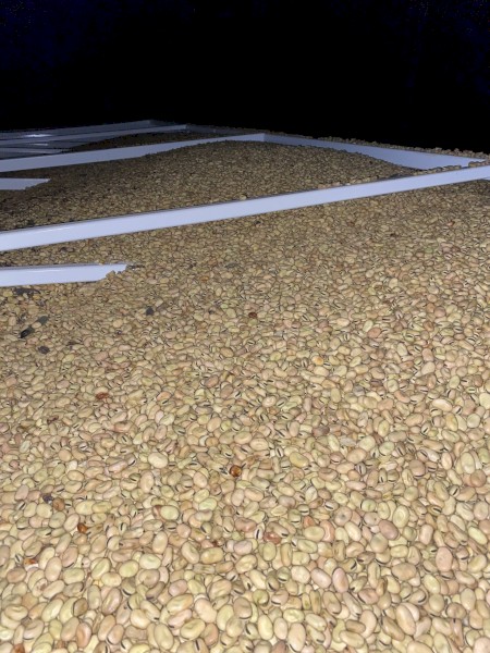 40mt Samira Faba Beans