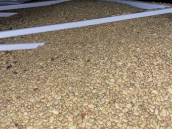 40mt Samira Faba Beans