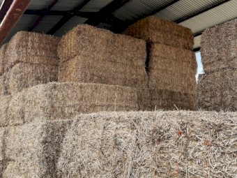 100mt Vetch Hay 8x4x3 Bales (New Season)