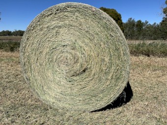 Lucerne A1 quality Round bales