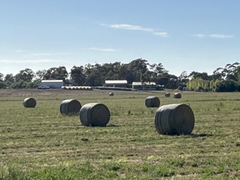 Lucerne B1 quality