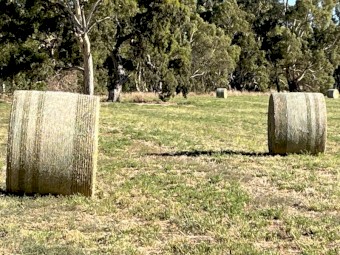 Lucerne B1 quality