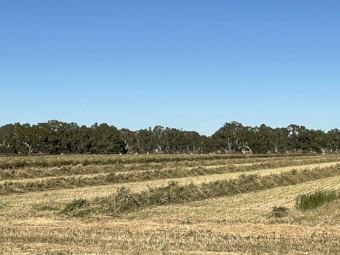 Lucerne B1 quality