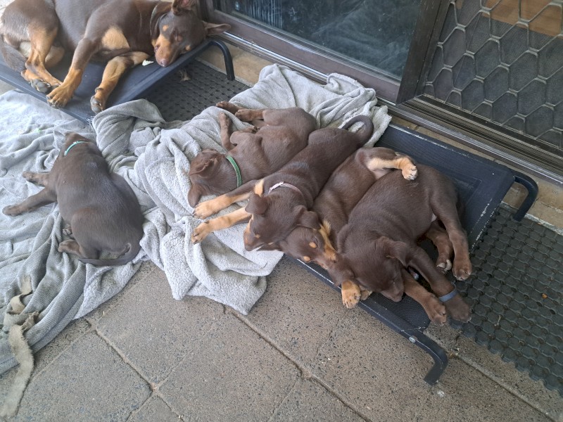 5 x Kelpie Pups