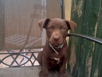 5 x Kelpie Pups