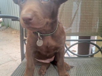 5 x Kelpie Pups