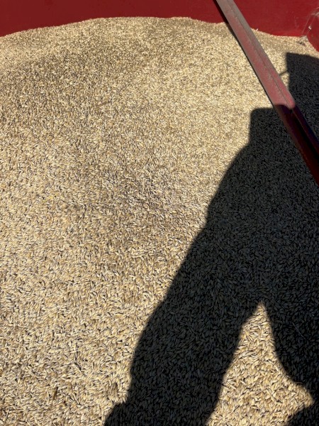 Graded and pickled dual-purpose Newton Barley seed 24 Crop Harvest
