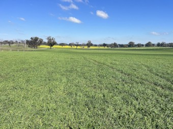 Graded and pickled dual-purpose Newton Barley seed 24 Crop Harvest