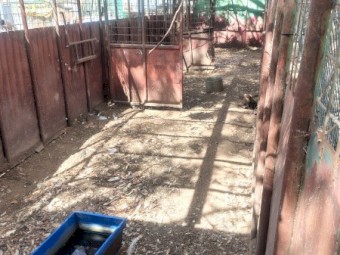 40 ft cattle/ horse crate 
