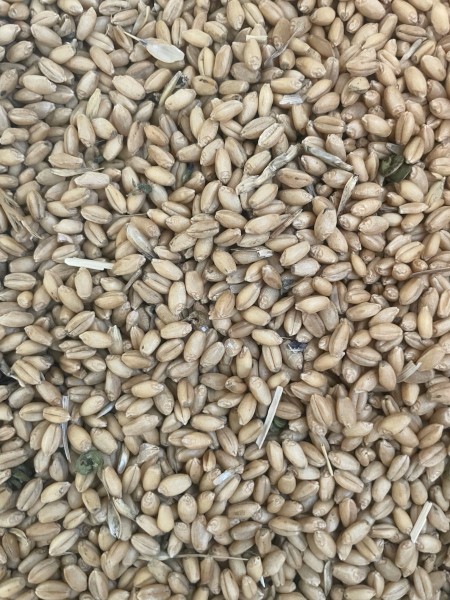 Sceptre Wheat  