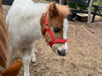 Miniature Mare