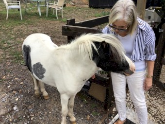 Miniature Colt