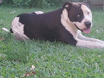 AmStaffy X puppies