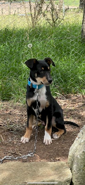 Kelpie Collie Pups