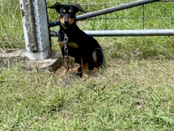 Kelpie Collie Pups