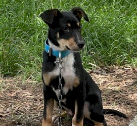 Kelpie Collie Pups
