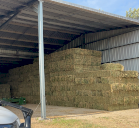 1000 x Lucerne Hay Small Squares
