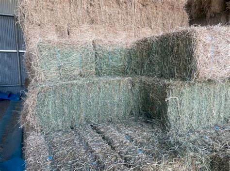 Grassy  Lucerne Hay Small Squares