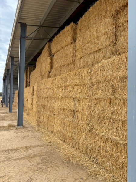 120mt Awnless Wheaten and Rye Grass Hay