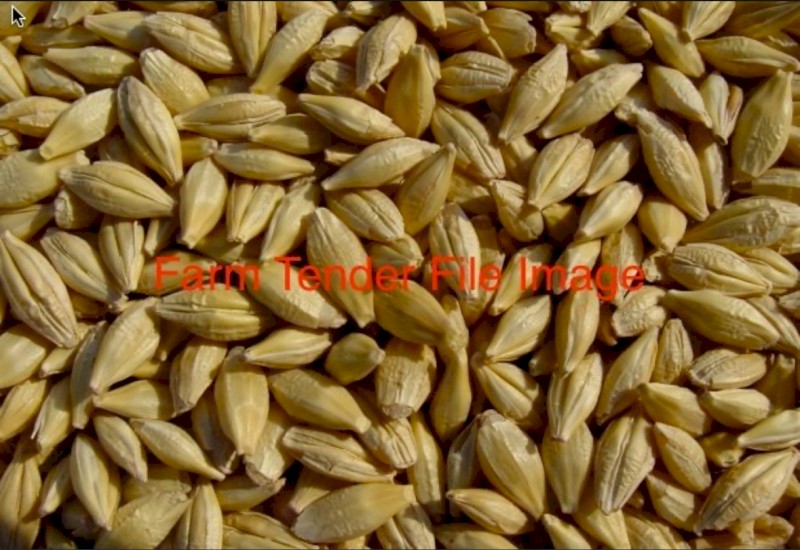 MA1 Barley
