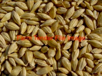 MA1 Barley