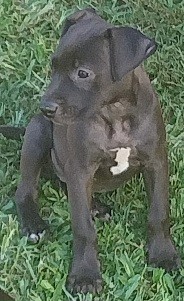 AmStaffy X puppies