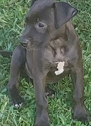 AmStaffy X puppies