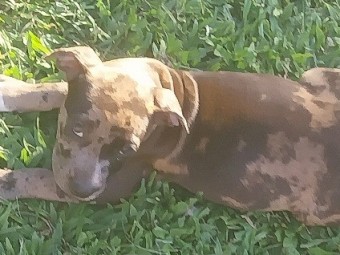 AmStaffy X puppies