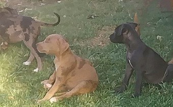 AmStaffy X puppies