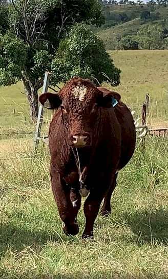 Poll Shorthorn Bull  (Nov 22 Drop)