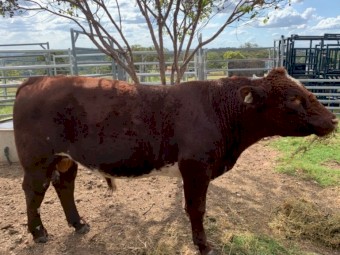 Poll Shorthorn Bull  (Nov 22 Drop)