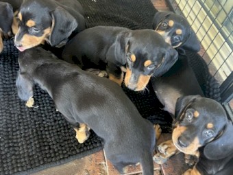 Daschund puppies 