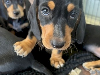 Daschund puppies 