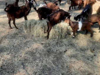 Red Goats