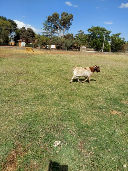 Male Goat