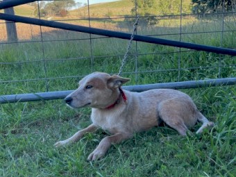 Cattle Dog 