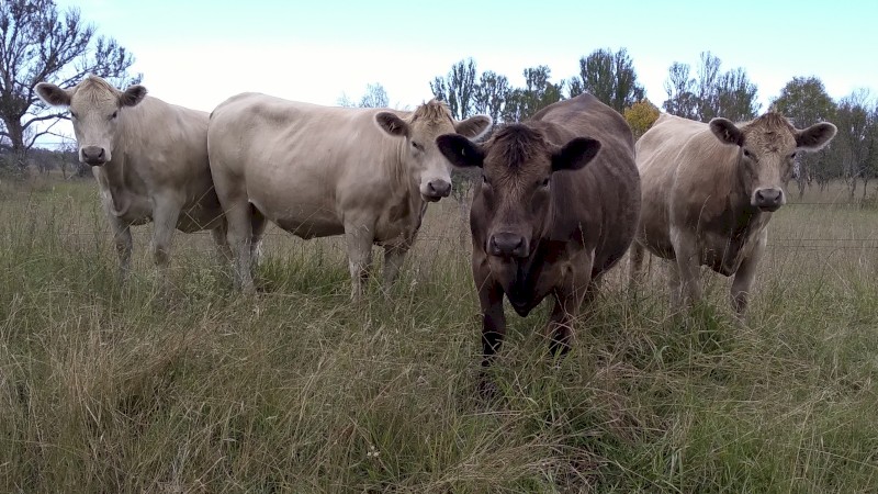 Murray grey heifers