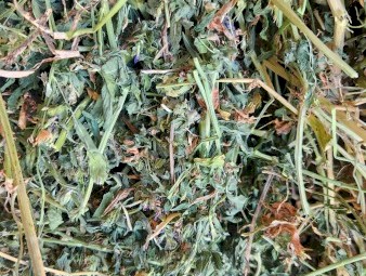 LUCERNE HAY