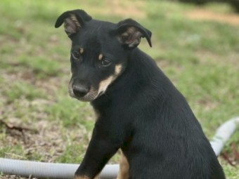 Quality Kelpie Pups - Ready to go now