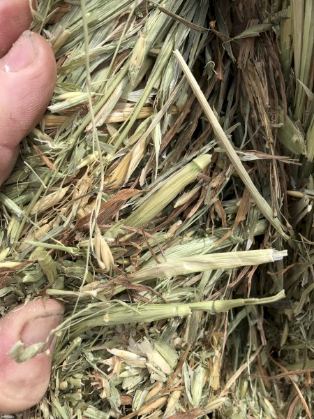 75mt Oaten Hay 8x4x3 Bales