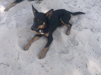 Black and Tan Kelpie Pups