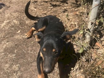 Black and Tan Kelpie Pups